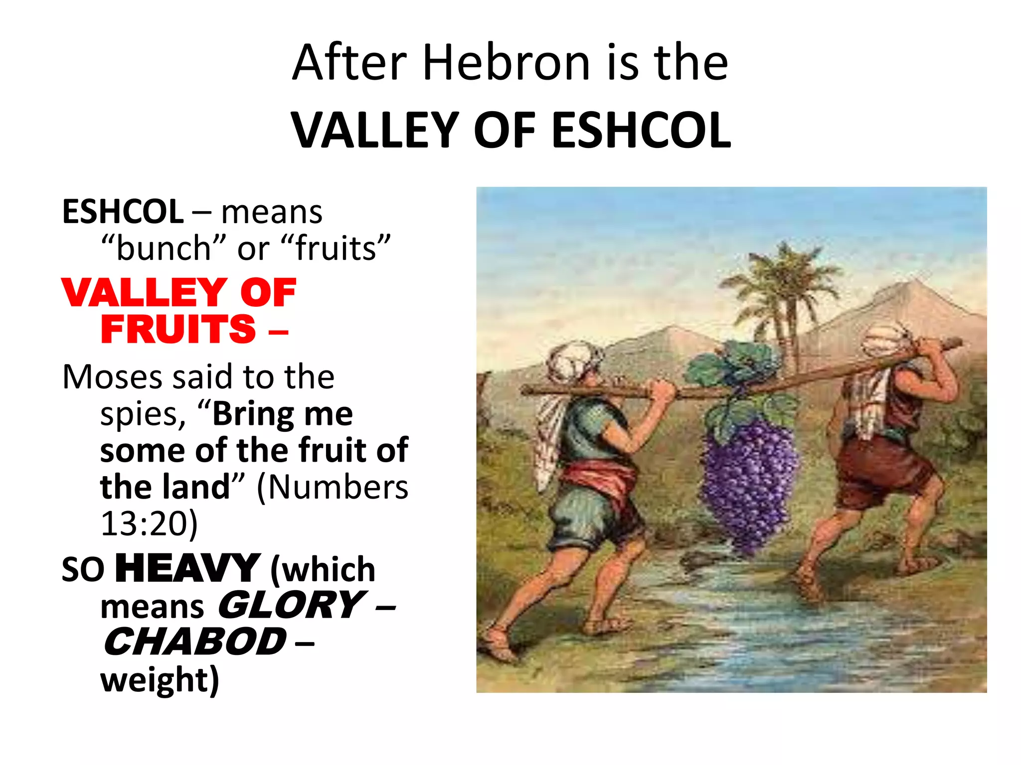 After Hebron is the
VALLEY OF ESHCOL
ESHCOL – means
“bunch” or “fruits”
VALLEY OF
FRUITS –
Moses said to the
spies, “Bring me
some of the fruit of
the land” (Numbers
13:20)
SO HEAVY (which
means GLORY –
CHABOD –
weight)
 