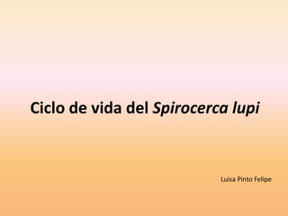 Ciclo de vida del Spirocerca lupi
Luisa Pinto Felipe
 