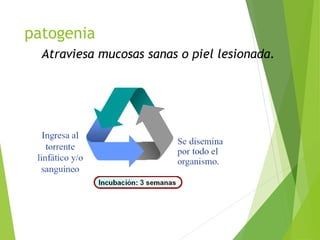 patogenia
Atraviesa mucosas sanas o piel lesionada.
 