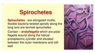 SPIROCHAETAL INFECTION in orthopaedics.pptx