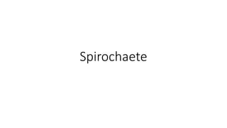 Spirochaete
 