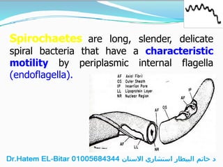 Spirochaetes are long, slender, delicate
spiral bacteria that have a characteristic
motility by periplasmic internal flagella
(endoflagella).
Periplasmic Flagella
Diagram
 