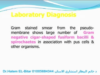 Laboratory Diagnosis
Gram stained smear from the pseudo-
membrane shows large number of Gram
negative cigar-shaped fusiform bacilli &
spirochaetes in association with pus cells &
other organisms.
 