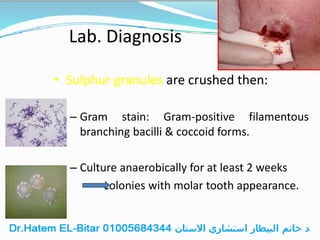 Lab. Diagnosis
• Sulphur granules are crushed then:
– Gram stain: Gram-positive filamentous
branching bacilli & coccoid forms.
– Culture anaerobically for at least 2 weeks
colonies with molar tooth appearance.
 