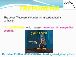 TREPONEMA
The genus Treponema includes an important human
pathogen:
T. pallidum which causes venereal & congenital
syphilis.
 