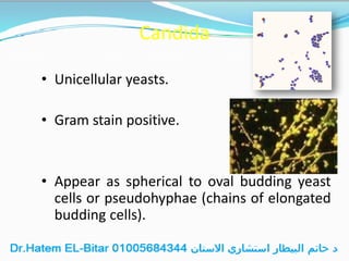 Candida
• Unicellular yeasts.
• Gram stain positive.
• Appear as spherical to oval budding yeast
cells or pseudohyphae (chains of elongated
budding cells).
 