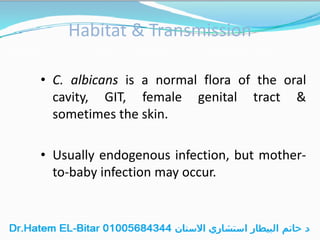 Habitat & Transmission
• C. albicans is a normal flora of the oral
cavity, GIT, female genital tract &
sometimes the skin.
• Usually endogenous infection, but mother-
to-baby infection may occur.
 