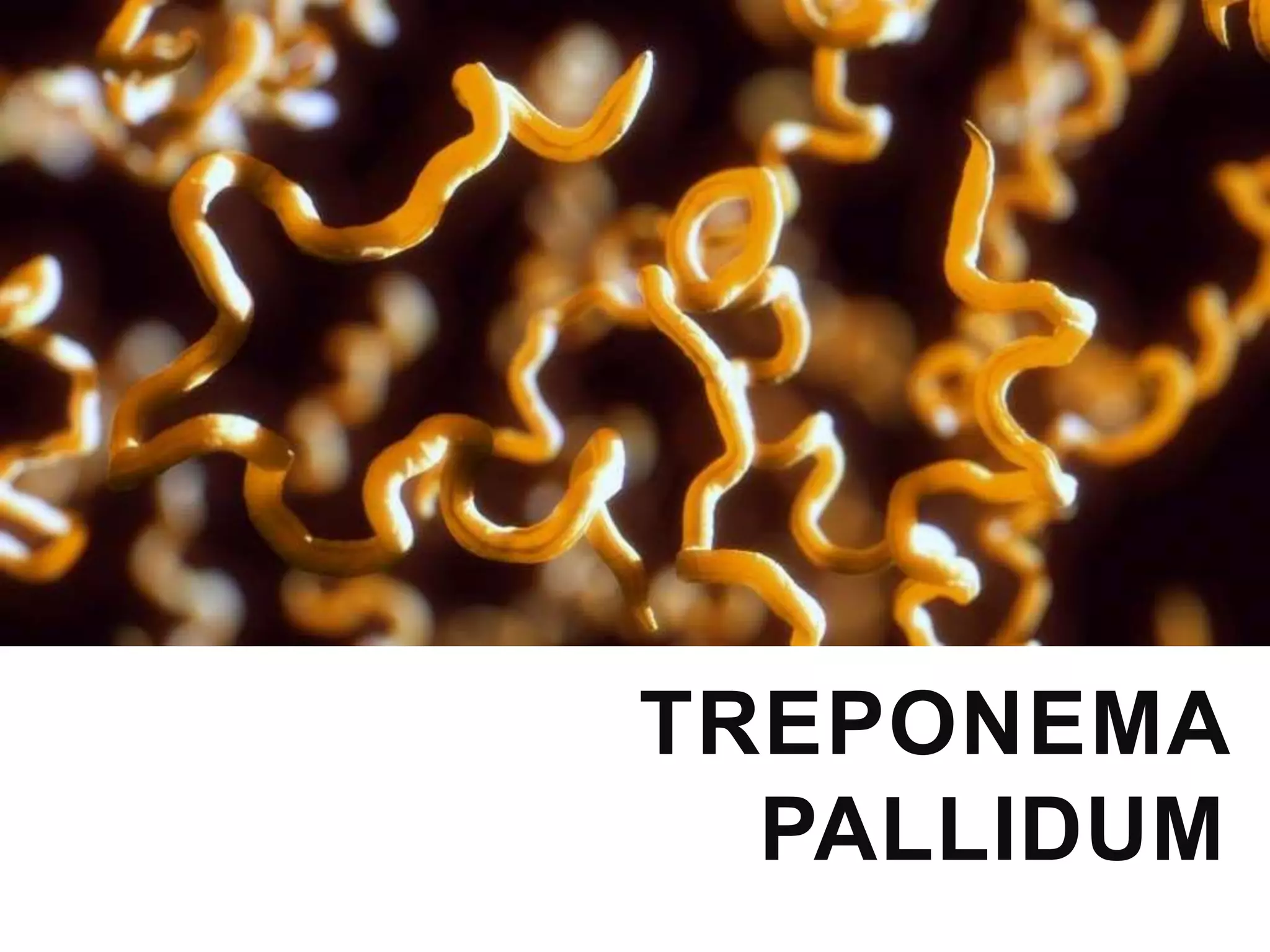 Treponema Rash Treponema pallidum | PPTX