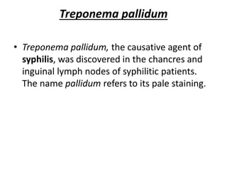 Treponema pallidum
• Treponema pallidum, the causative agent of
syphilis, was discovered in the chancres and
inguinal lymph nodes of syphilitic patients.
The name pallidum refers to its pale staining.
 