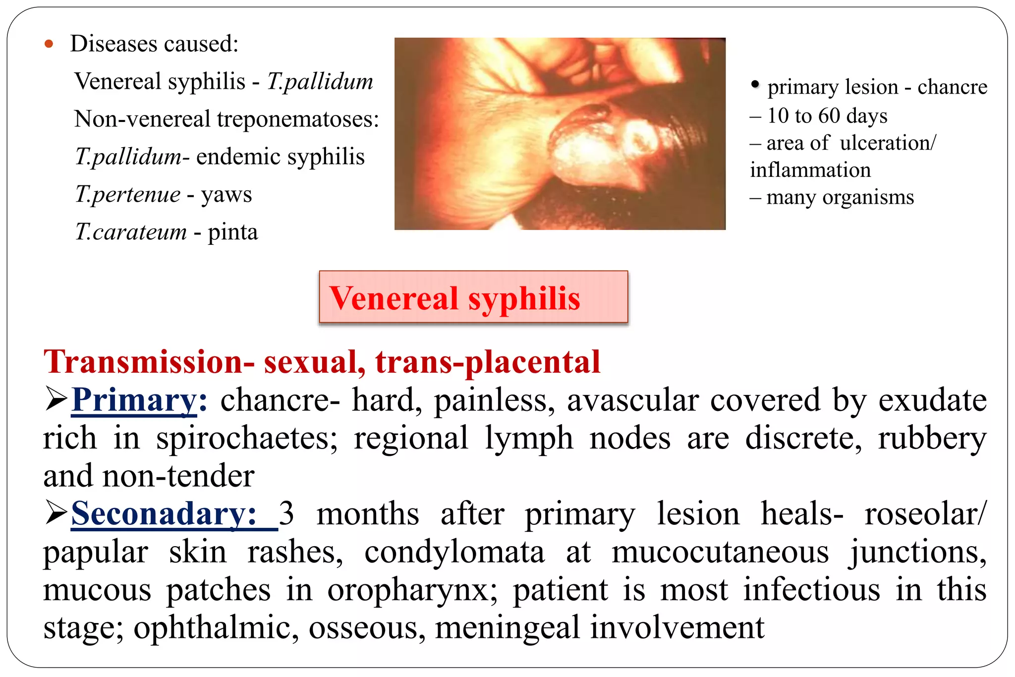  Diseases caused:
Venereal syphilis - T.pallidum
Non-venereal treponematoses:
T.pallidum- endemic syphilis
T.pertenue - yaws
T.carateum - pinta
Transmission- sexual, trans-placental
Primary: chancre- hard, painless, avascular covered by exudate
rich in spirochaetes; regional lymph nodes are discrete, rubbery
and non-tender
Seconadary: 3 months after primary lesion heals- roseolar/
papular skin rashes, condylomata at mucocutaneous junctions,
mucous patches in oropharynx; patient is most infectious in this
stage; ophthalmic, osseous, meningeal involvement
Venereal syphilis
• primary lesion - chancre
– 10 to 60 days
– area of ulceration/
inflammation
– many organisms
 