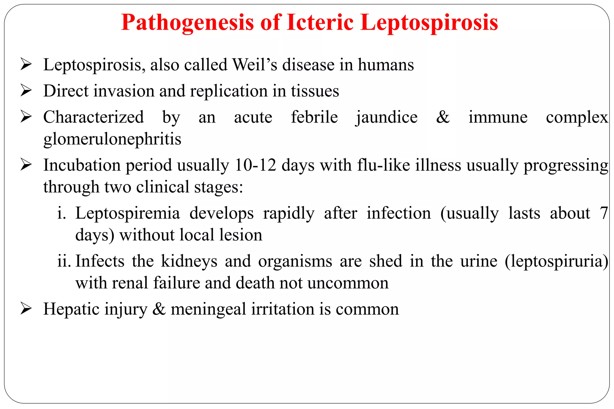  Leptospirosis, also called Weil’s disease in humans
 Direct invasion and replication in tissues
 Characterized by an acute febrile jaundice & immune complex
glomerulonephritis
 Incubation period usually 10-12 days with flu-like illness usually progressing
through two clinical stages:
i. Leptospiremia develops rapidly after infection (usually lasts about 7
days) without local lesion
ii. Infects the kidneys and organisms are shed in the urine (leptospiruria)
with renal failure and death not uncommon
 Hepatic injury & meningeal irritation is common
Pathogenesis of Icteric Leptospirosis
 