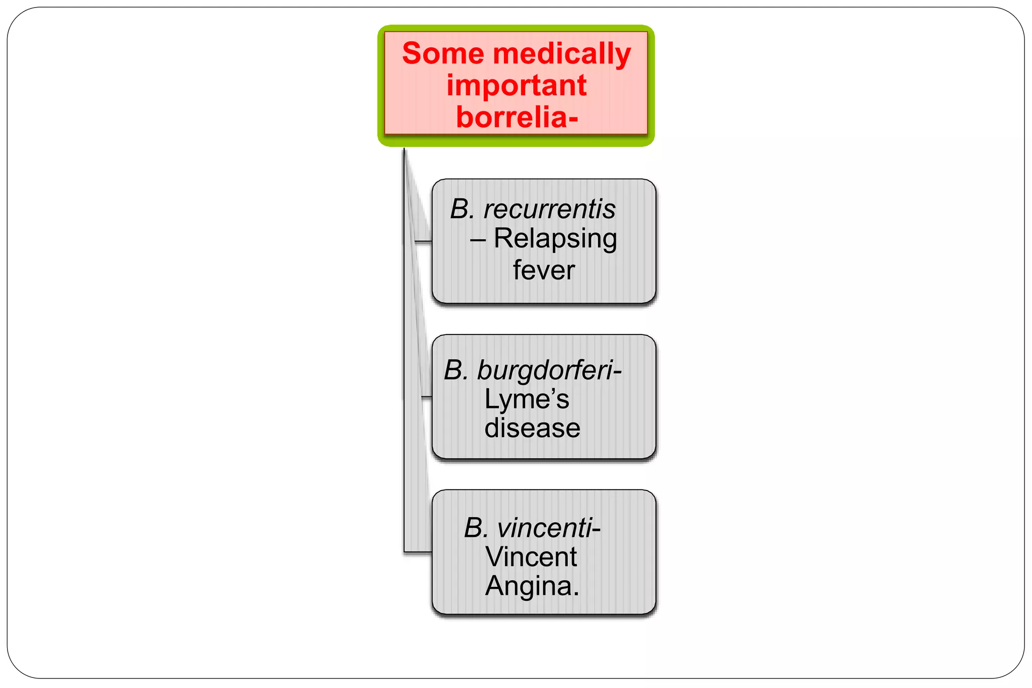 Some medically
important
borrelia-
B. recurrentis
– Relapsing
fever
B. burgdorferi-
Lyme’s
disease
B. vincenti-
Vincent
Angina.
 