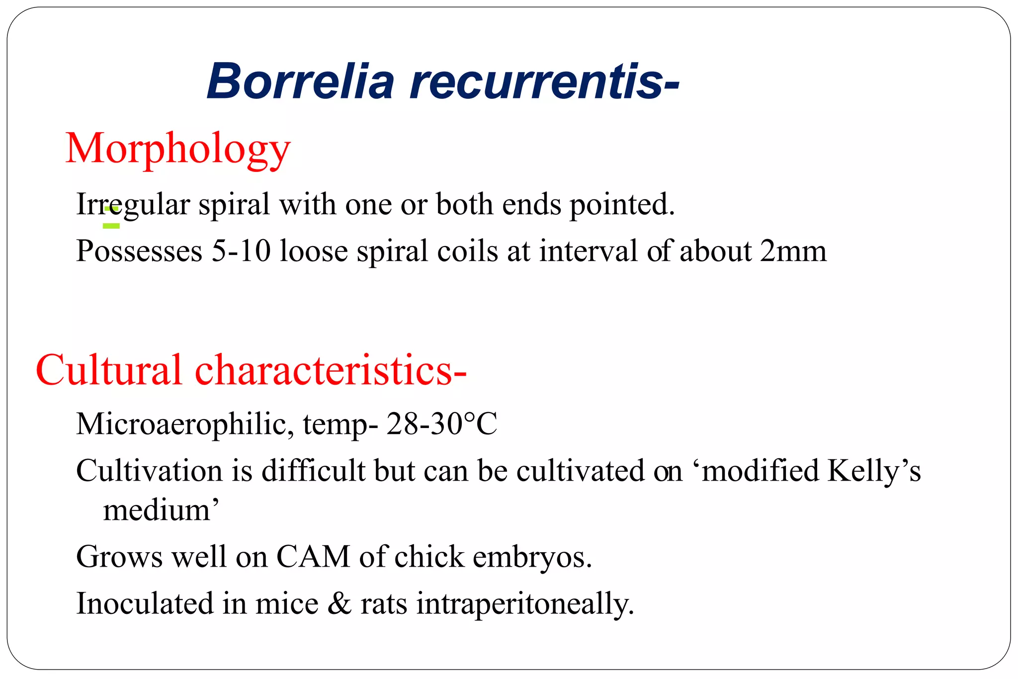 Borrelia recurrentis-
Morphology
-
Irregular spiral with one or both ends pointed.
Possesses 5-10 loose spiral coils at interval of about 2mm
Cultural characteristics-
Microaerophilic, temp- 28-30°C
Cultivation is difficult but can be cultivated on ‘modified Kelly’s
medium’
Grows well on CAM of chick embryos.
Inoculated in mice & rats intraperitoneally.
 
