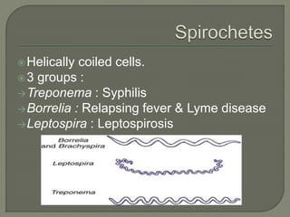 Helically coiled cells.
3 groups :
Treponema : Syphilis
Borrelia : Relapsing fever & Lyme disease
Leptospira : Leptospirosis
 