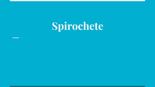 Spirochete
 