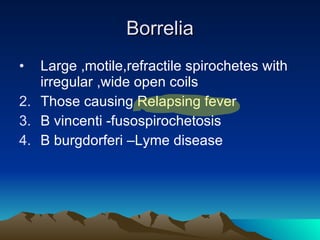 Borrelia Large ,motile,refractile spirochetes with irregular ,wide open coils Those causing Relapsing fever B vincenti -fusospirochetosis B burgdorferi –Lyme disease 