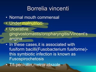 Borrelia vincenti Normal mouth commensal Under malnutrion- Ulcerative gingivostomatitis/oropharyngitis/Vincent’s angina In these cases,it is associated with fusiform bacilli(Fusobacterium fusiforme)-this symbiotic infection is known as Fusospirochetosis T/t-penicillin,metronidazole 