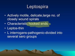 Leptospira Actively motile, delicate,large no. of closely wound spirals Characteristic hooked ends Leptos-thin L interrogans-pathogenic-divided into several sero groups 