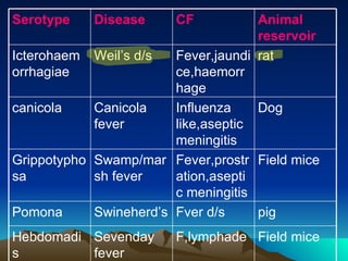 Field mice F,lymphade Sevenday fever Hebdomadis pig Fver d/s Swineherd’s Pomona Field mice Fever,prostration,aseptic meningitis Swamp/marsh fever Grippotyphosa Dog Influenza like,aseptic meningitis Canicola fever canicola rat Fever,jaundice,haemorrhage Weil’s d/s Icterohaemorrhagiae Animal reservoir CF Disease Serotype 