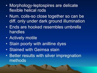 Morphology-leptospires are delicate flexible helical rods Num. coils-so close together so can be diff. only under dark ground illumination Ends are hooked resembles umbrella handles Actively motile Stain poorly with anilline dyes Stained with Geimsa stain Better results with silver impregnation methods 