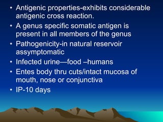 Antigenic properties-exhibits considerable antigenic cross reaction. A genus specific somatic antigen is present in all members of the genus Pathogenicity-in natural reservoir assymptomatic Infected urine—food –humans Entes body thru cuts/intact mucosa of mouth, nose or conjunctiva IP-10 days 