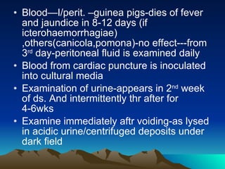 Blood—I/perit. –guinea pigs-dies of fever and jaundice in 8-12 days (if icterohaemorrhagiae) ,others(canicola,pomona)-no effect---from 3 rd  day-peritoneal fluid is examined daily Blood from cardiac puncture is inoculated into cultural media Examination of urine-appears in 2 nd  week of ds. And intermittently thr after for 4-6wks Examine immediately aftr voiding-as lysed in acidic urine/centrifuged deposits under dark field 