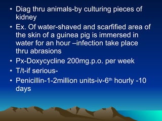 Diag thru animals-by culturing pieces of kidney Ex. Of water-shaved and scarfified area of the skin of a guinea pig is immersed in water for an hour –infection take place thru abrasions Px-Doxycycline 200mg.p.o. per week T/t-if serious- Penicillin-1-2million units-iv-6 th  hourly -10 days 