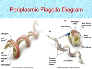 Periplasmic Flagella Diagram
 