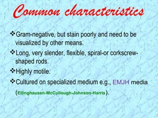 Common characteristics
Gram-negative, but stain poorly and need to be
visualized by other means.
Long, very slender, flexible, spiral-or corkscrew-
shaped rods.
Highly motile.
Cultured on specialized medium e.g., EMJH media
(Ellinghausen-McCullough-Johnson-Harris).
 