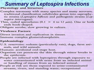 Summary of Leptospira Infections
 