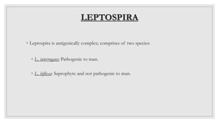 LEPTOSPIRA
◦ Leptospira is antigenically complex; comprises of two species:
◦ L. interrogans: Pathogenic to man.
◦ L. biflexa: Saprophyte and not pathogenic to man.
 