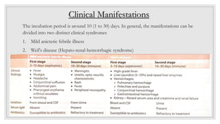 Clinical Manifestations
The incubation period is around 10 (1 to 30) days. In general, the manifestations can be
divided into two distinct clinical syndromes
1. Mild anicteric febrile illness
2. Weil's disease (Hepato-renal-hemorrhagic syndrome)
 