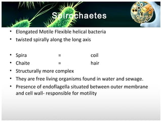 Spirochaetes
• Elongated Motile Flexible helical bacteria
• twisted spirally along the long axis
•
•
•
•
•

Spira
=
coil
Chaite
=
hair
Structurally more complex
They are free living organisms found in water and sewage.
Presence of endoflagella situated between outer membrane
and cell wall- responsible for motility

 