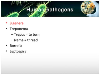 Human pathogens
• 3 genera
• Treponema
– Trepos = to turn
– Nema = thread
• Borrelia
• Leptospira

 