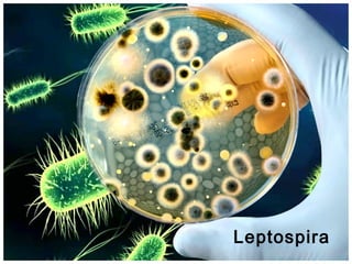 Leptospira

 
