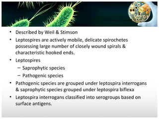 • Described by Weil & Stimson
• Leptospires are actively mobile, delicate spirochetes
possessing large number of closely wound spirals &
characteristic hooked ends.
• Leptospires
– Saprophytic species
– Pathogenic species
• Pathogenic species are grouped under leptospira interrogans
& saprophytic species grouped under leptospira biflexa
• Leptospira interrogans classified into serogroups based on
surface antigens.

 