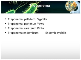 Treponema

•
•
•
•

Treponema pallidum Syphilis
Treponema pertenue Yaws
Treponema carateum Pinta
Treponema endemicum
Endemic syphilis

 