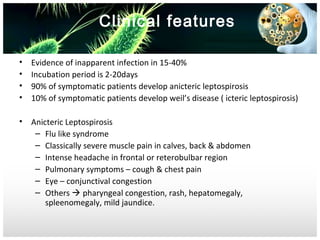 Clinical features
•
•
•
•

Evidence of inapparent infection in 15-40%
Incubation period is 2-20days
90% of symptomatic patients develop anicteric leptospirosis
10% of symptomatic patients develop weil’s disease ( icteric leptospirosis)

•

Anicteric Leptospirosis
– Flu like syndrome
– Classically severe muscle pain in calves, back & abdomen
– Intense headache in frontal or reterobulbar region
– Pulmonary symptoms – cough & chest pain
– Eye – conjunctival congestion
– Others  pharyngeal congestion, rash, hepatomegaly,
spleenomegaly, mild jaundice.

 