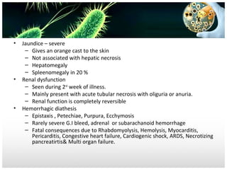 •

•

•

Jaundice – severe
– Gives an orange cast to the skin
– Not associated with hepatic necrosis
– Hepatomegaly
– Spleenomegaly in 20 %
Renal dysfunction
– Seen during 2nd week of illness.
– Mainly present with acute tubular necrosis with oliguria or anuria.
– Renal function is completely reversible
Hemorrhagic diathesis
– Epistaxis , Petechiae, Purpura, Ecchymosis
– Rarely severe G.I bleed, adrenal or subarachanoid hemorrhage
– Fatal consequences due to Rhabdomyolysis, Hemolysis, Myocarditis,
Pericarditis, Congestive heart failure, Cardiogenic shock, ARDS, Necrotizing
pancreatirtis& Multi organ failure.

 