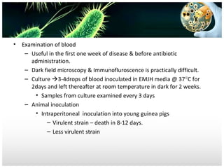 •

Examination of blood
– Useful in the first one week of disease & before antibiotic
administration.
– Dark field microscopy & Immunofluroscence is practically difficult.
– Culture 3-4drops of blood inoculated in EMJH media @ 37°C for
2days and left thereafter at room temperature in dark for 2 weeks.
• Samples from culture examined every 3 days
– Animal inoculation
• Intraperitoneal inoculation into young guinea pigs
– Virulent strain – death in 8-12 days.
– Less virulent strain

 