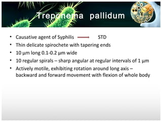 Treponema pallidum
•
•
•
•
•

Causative agent of Syphilis
STD
Thin delicate spirochete with tapering ends
10 µm long 0.1-0.2 µm wide
10 regular spirals – sharp angular at regular intervals of 1 µm
Actively motile, exhibiting rotation around long axis –
backward and forward movement with flexion of whole body

 