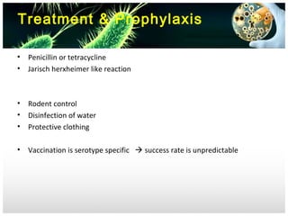 Treatment & Prophylaxis
•
•

Penicillin or tetracycline
Jarisch herxheimer like reaction

•
•
•

Rodent control
Disinfection of water
Protective clothing

•

Vaccination is serotype specific  success rate is unpredictable

 