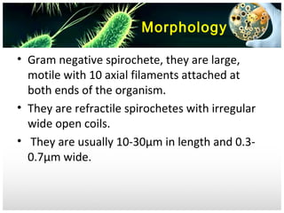 Morphology
• Gram negative spirochete, they are large,
motile with 10 axial filaments attached at
both ends of the organism.
• They are refractile spirochetes with irregular
wide open coils.
• They are usually 10-30μm in length and 0.30.7μm wide.

 