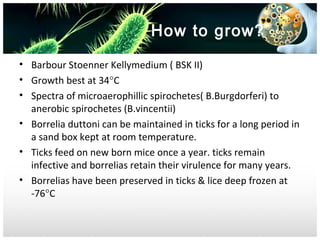 How to grow?
• Barbour Stoenner Kellymedium ( BSK II)
• Growth best at 34°C
• Spectra of microaerophillic spirochetes( B.Burgdorferi) to
anerobic spirochetes (B.vincentii)
• Borrelia duttoni can be maintained in ticks for a long period in
a sand box kept at room temperature.
• Ticks feed on new born mice once a year. ticks remain
infective and borrelias retain their virulence for many years.
• Borrelias have been preserved in ticks & lice deep frozen at
-76°C

 