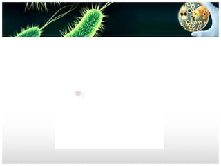 Spirochetes for undergraduate students. treponema, leptospira, borrelia