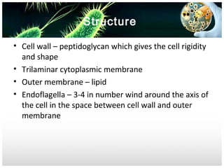 Structure
• Cell wall – peptidoglycan which gives the cell rigidity
and shape
• Trilaminar cytoplasmic membrane
• Outer membrane – lipid
• Endoflagella – 3-4 in number wind around the axis of
the cell in the space between cell wall and outer
membrane

 