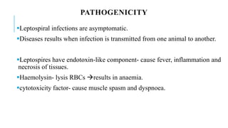 PATHOGENICITY
Leptospiral infections are asymptomatic.
Diseases results when infection is transmitted from one animal to another.
Leptospires have endotoxin-like component- cause fever, inflammation and
necrosis of tissues.
Haemolysin- lysis RBCs results in anaemia.
cytotoxicity factor- cause muscle spasm and dyspnoea.
 