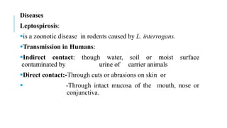 Diseases
Leptospirosis:
is a zoonotic disease in rodents caused by L. interrogans.
Transmission in Humans:
Indirect contact: though water, soil or moist surface
contaminated by urine of carrier animals
Direct contact:-Through cuts or abrasions on skin or
 -Through intact mucosa of the mouth, nose or
conjunctiva.
 