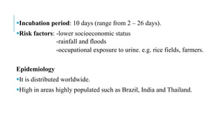 Incubation period: 10 days (range from 2 – 26 days).
Risk factors: -lower socioeconomic status
-rainfall and floods
-occupational exposure to urine. e.g. rice fields, farmers.
Epidemiology
It is distributed worldwide.
High in areas highly populated such as Brazil, India and Thailand.
 