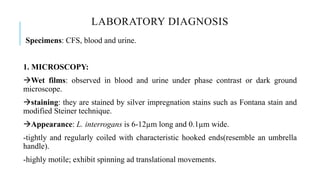 LABORATORY DIAGNOSIS
Specimens: CFS, blood and urine.
1. MICROSCOPY:
Wet films: observed in blood and urine under phase contrast or dark ground
microscope.
staining: they are stained by silver impregnation stains such as Fontana stain and
modified Steiner technique.
Appearance: L. interrogans is 6-12µm long and 0.1µm wide.
-tightly and regularly coiled with characteristic hooked ends(resemble an umbrella
handle).
-highly motile; exhibit spinning ad translational movements.
 